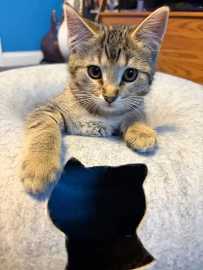A young medium-sized female Tabby (Tiger Striped) Domestic Short Hair cat named Sibby for adoption in Findlay, OH