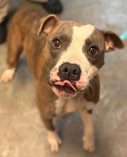 An adult large-sized male Pit Bull Terrier dog named Nieve for adoption in Bowling Green, KY