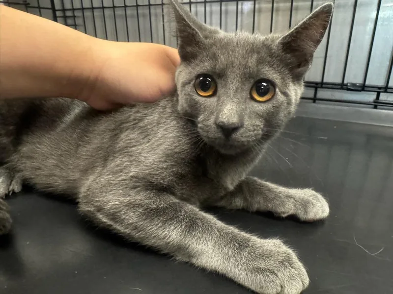 A baby small-sized male Domestic Short Hair cat named Woody for adoption in Van Nuys, CA
