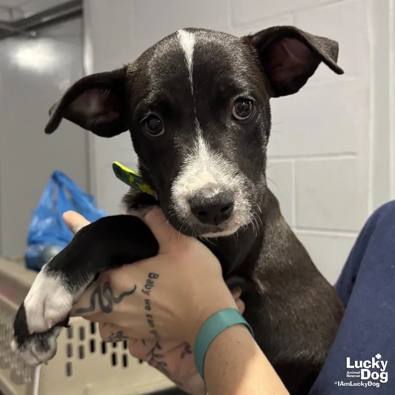 A baby medium-sized male Labrador Retriever dog named Jackson for adoption in Washington, DC
