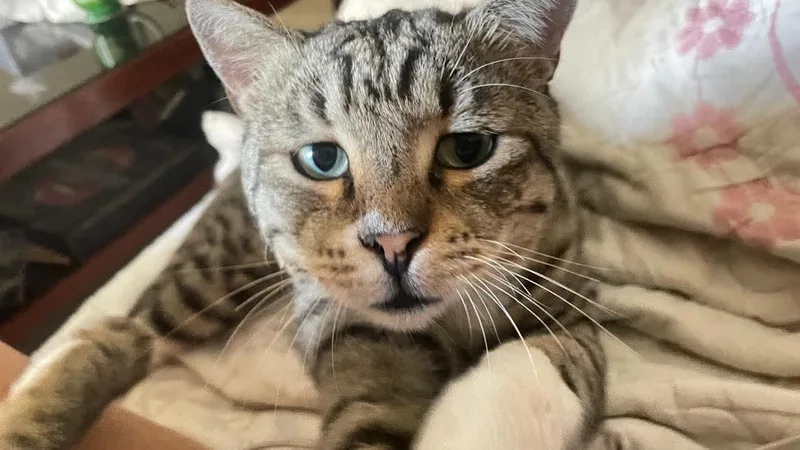 Caesar