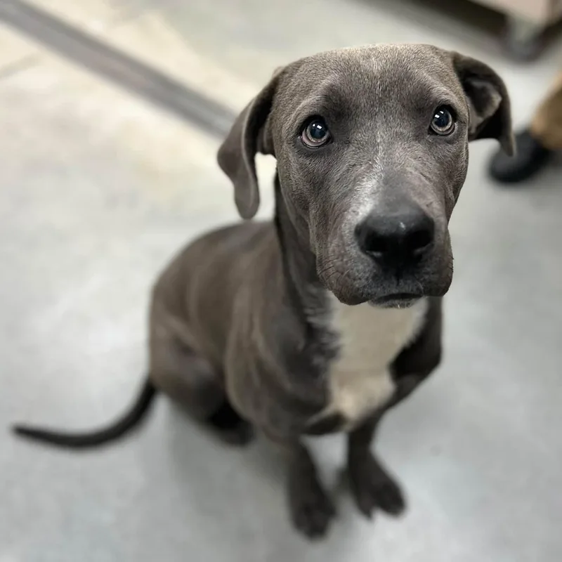 A young medium-sized male Mixed Breed dog named Sticks for adoption in Manchester, TN