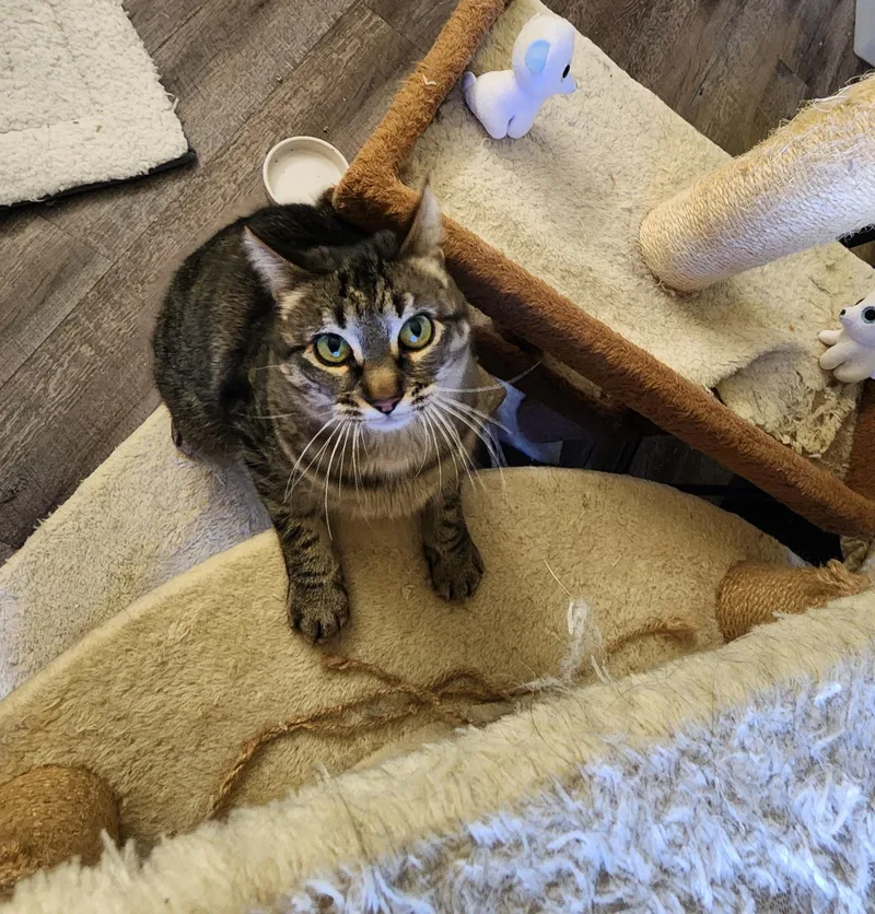 A young medium-sized female Domestic Short Hair cat named Aphrodite for adoption in Lacona, NY