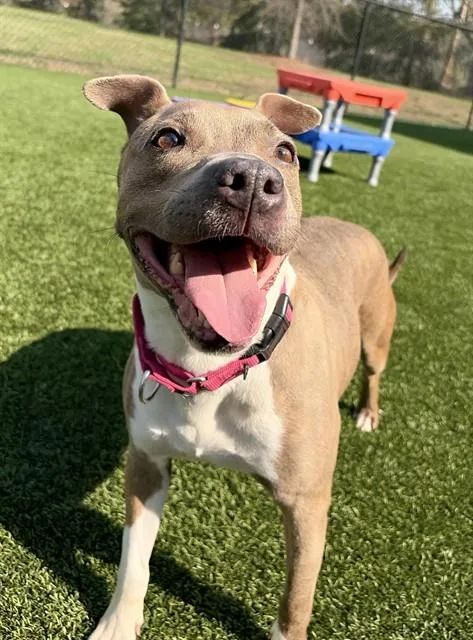 An adult medium-sized female Pit Bull Terrier dog named Marina for adoption in Lincolnton, NC