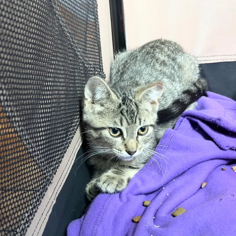 A baby small-sized female Gray / Blue / Silver Domestic Short Hair cat named Strawberry for adoption in Ferndale, MI
