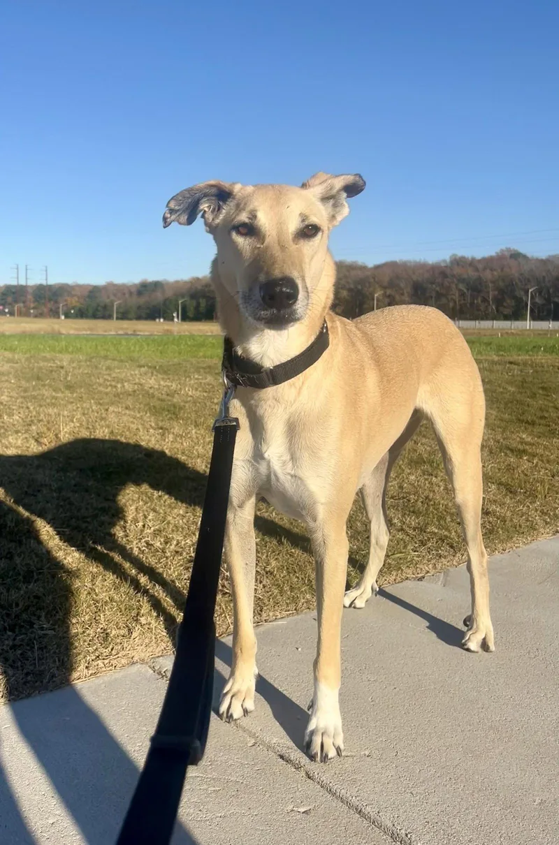 An adult medium-sized male Mixed Breed dog named Brownie for adoption in Herndon, VA