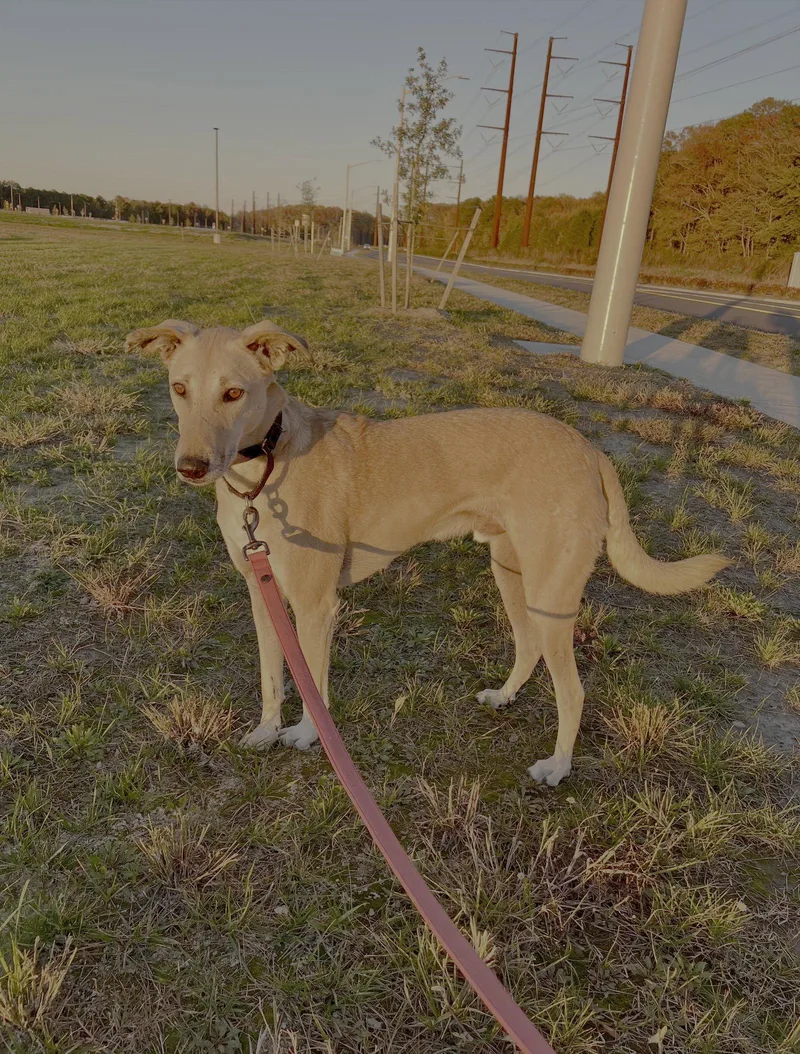 Brownie thumbnail 3