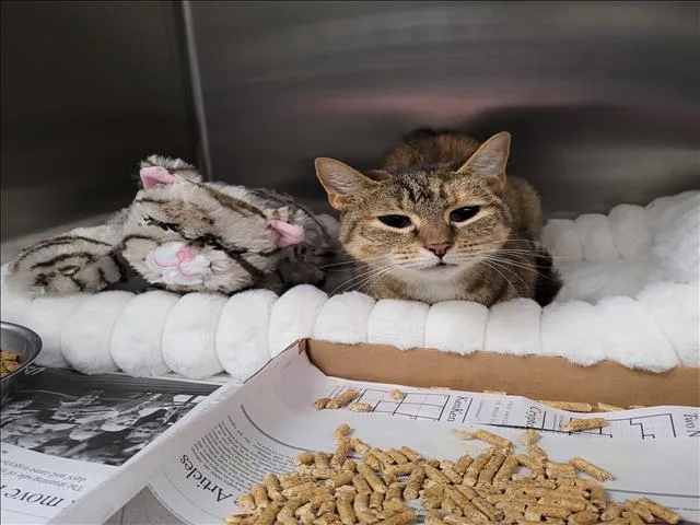 An adult medium-sized female Domestic Short Hair cat named Truffles for adoption in Los Angeles, CA