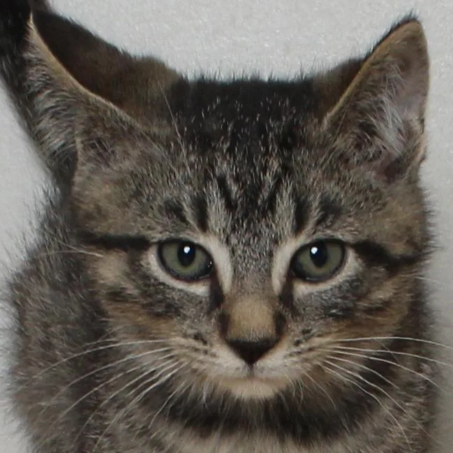 A baby small-sized male Brown / Chocolate Domestic Short Hair cat named Water Slide C for adoption in Minnetonka, MN