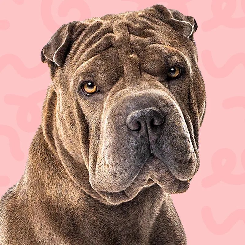 An adult medium-sized female Brindle Shar-Pei dog named Chanel for adoption in Reno, NV
