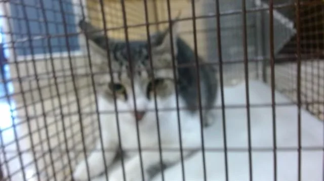 A young small-sized female Domestic Short Hair cat named Bubu for adoption in Miami, FL