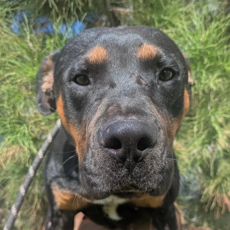 An adult medium-sized male Rottweiler dog named Fezzik for adoption in Abilene, TX