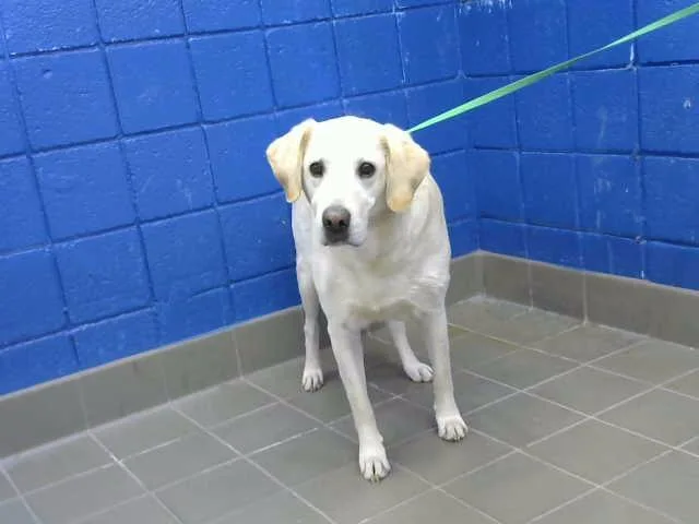 An adult large-sized male Labrador Retriever dog named George for adoption in Albuquerque, NM