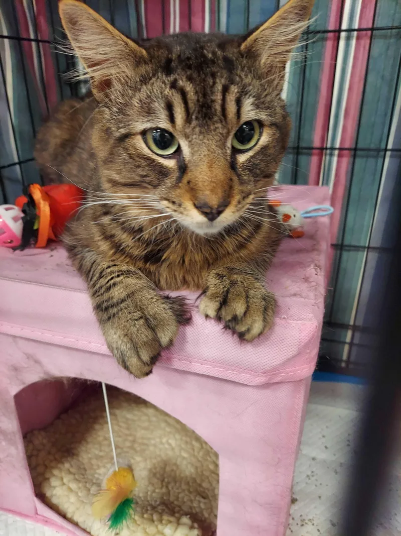 A young medium-sized male Tabby (Buff / Tan / Fawn) Domestic Short Hair cat named Bobbi for adoption in Waltham, MA