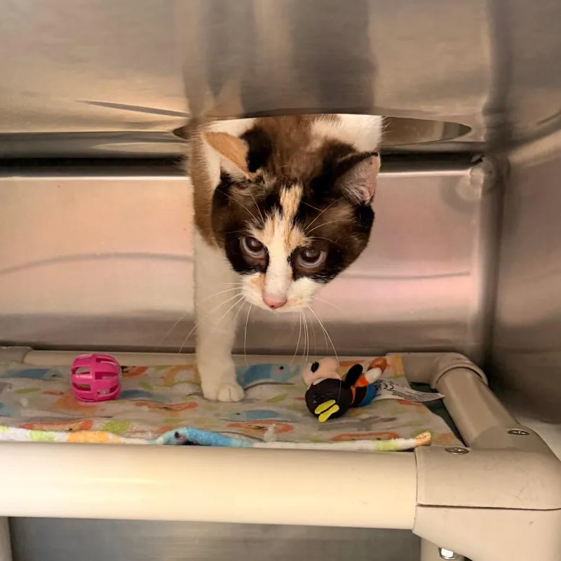An adult medium-sized female Calico Domestic Short Hair cat named Fiona for adoption in Indianapolis, IN