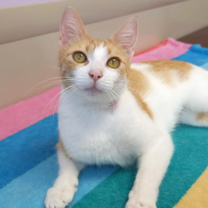 A young medium-sized female Orange & White Domestic Short Hair cat named Smores for adoption in Marshfield, WI