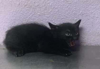 A baby medium-sized male Black Domestic Medium Hair cat named 61075999 for adoption in El Paso, TX