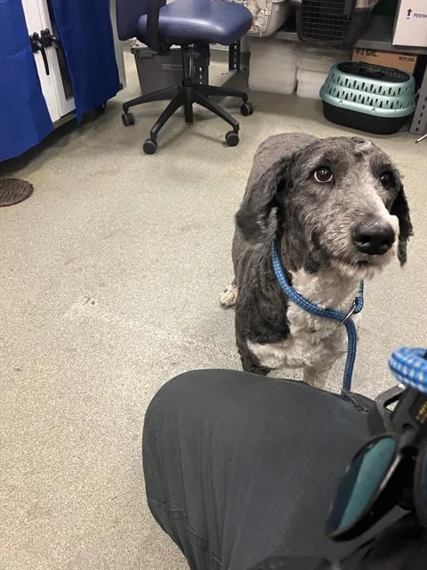 A young large-sized female Mixed Breed dog named Beth for adoption in Dallas, TX