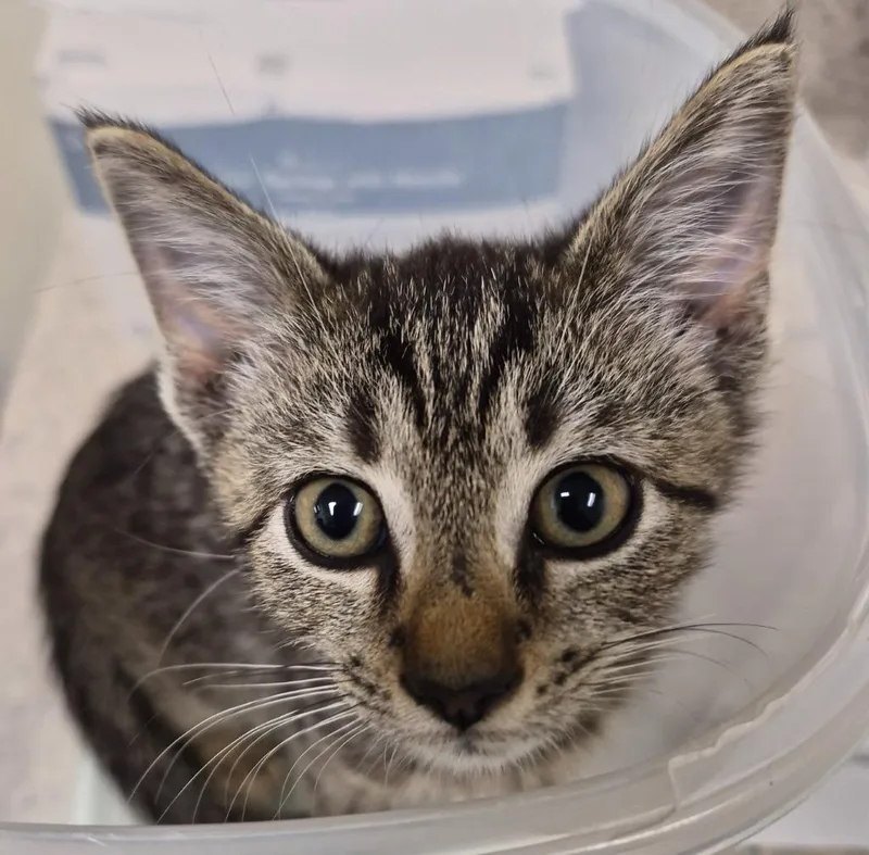A baby medium-sized female Domestic Short Hair cat named Circe for adoption in Christiansburg, VA