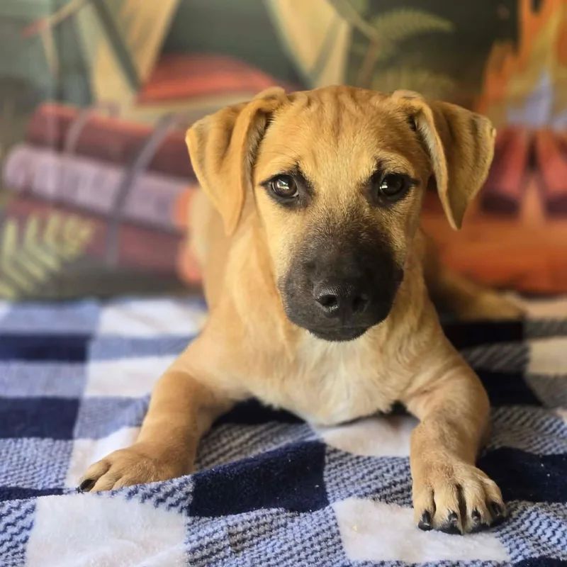 A young small-sized male Border Terrier dog named Chubbs for adoption in Tylertown, MS