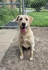 An adult large-sized male Yellow / Tan / Blond / Fawn Labrador Retriever dog named Hagrid for adoption in Lafayette, IN