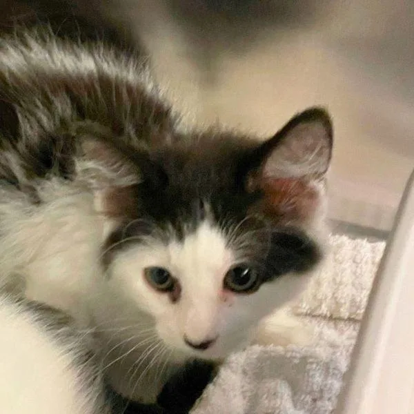 A baby small-sized male Domestic Short Hair cat named Deck for adoption in Walnut Creek, CA