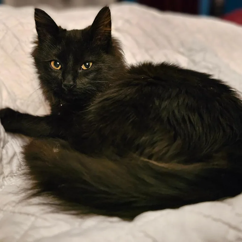 Morticia thumbnail 2