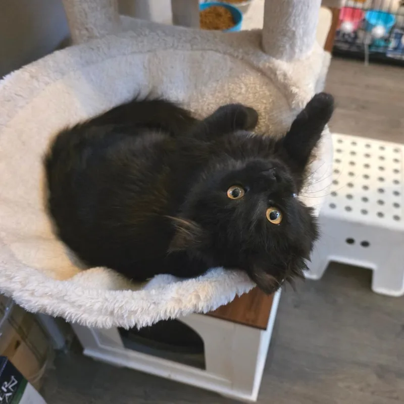 Morticia thumbnail 3