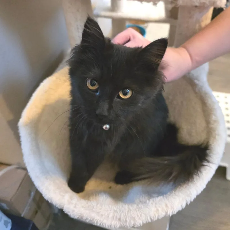 Morticia thumbnail 5