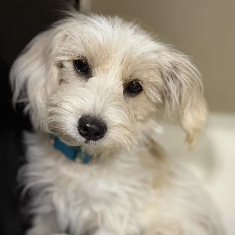 A young small-sized female White / Cream Maltipoo dog named Sasha for adoption in Santa Rosa, CA