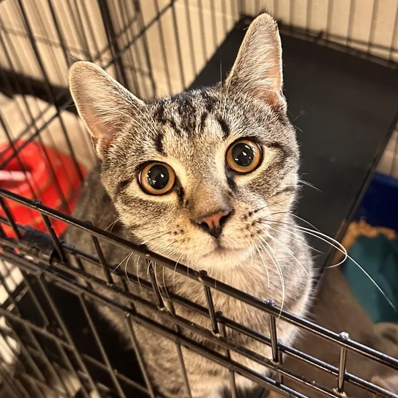 A young medium-sized male Brown / Chocolate Domestic Short Hair cat named Snail for adoption in Rocky Mount, VA