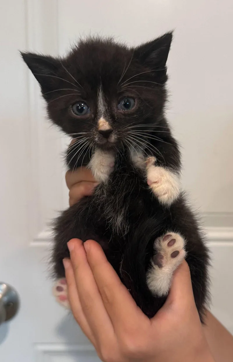 A baby medium-sized male Black & White / Tuxedo Domestic Short Hair cat named Hans for adoption in Forest, VA