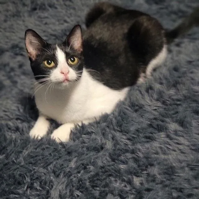 Swiss Miss thumbnail 2