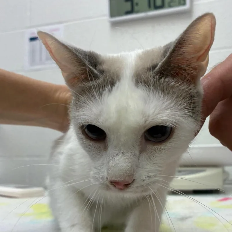 An adult medium-sized female White Siamese cat named Feline Dion for adoption in Corpus Christi, TX