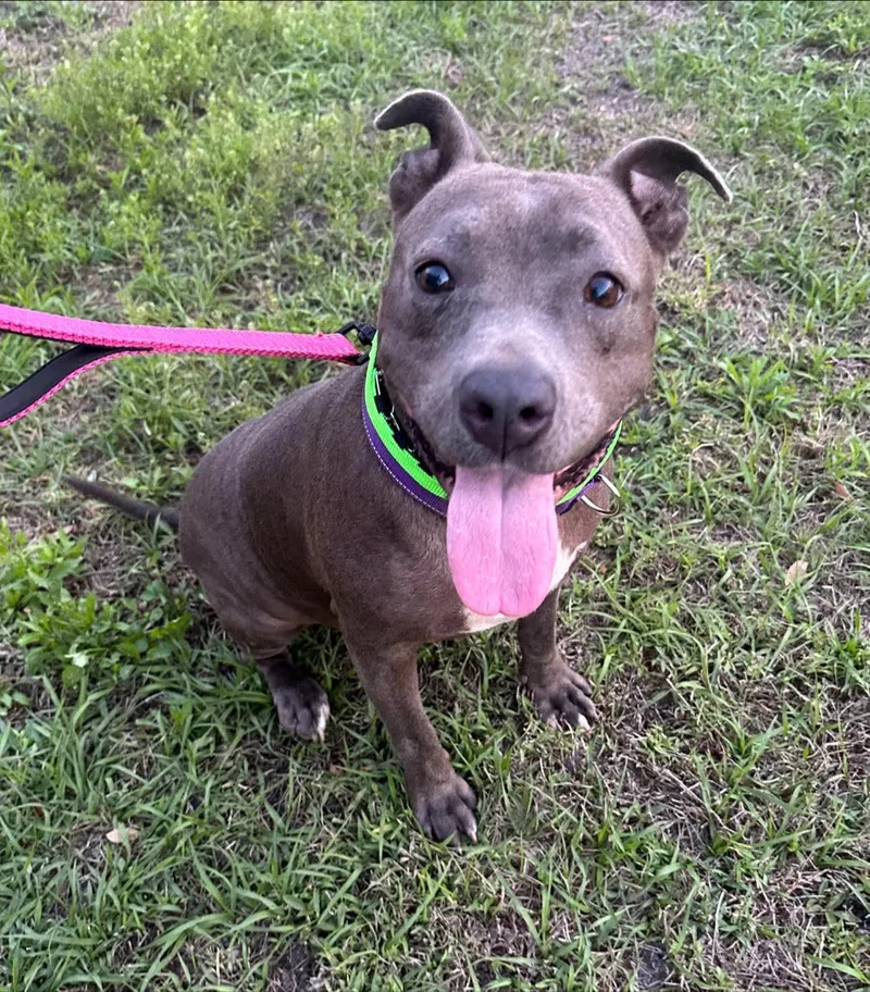 An adult medium-sized female Gray / Blue / Silver Pit Bull Terrier dog named Charlie for adoption
