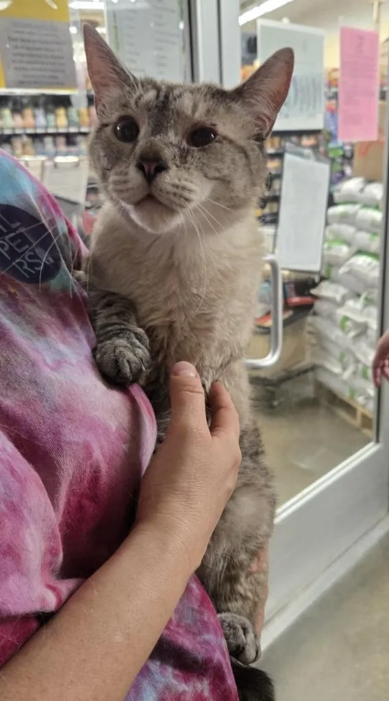 A young small-sized male Siamese cat named Kaison wKaiden for adoption in Ballwin, MO