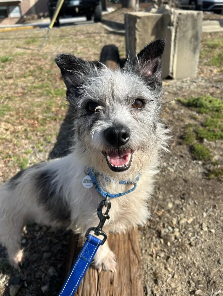 A young medium-sized male Terrier dog named Biscuit for adoption in Candler, NC