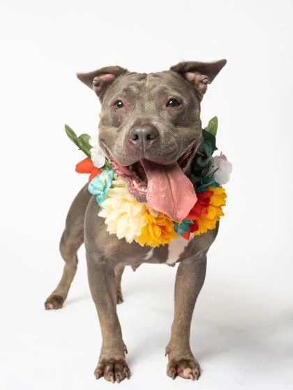 An adult medium-sized female Pit Bull Terrier dog named Roxee Anne for adoption in Atlanta, GA