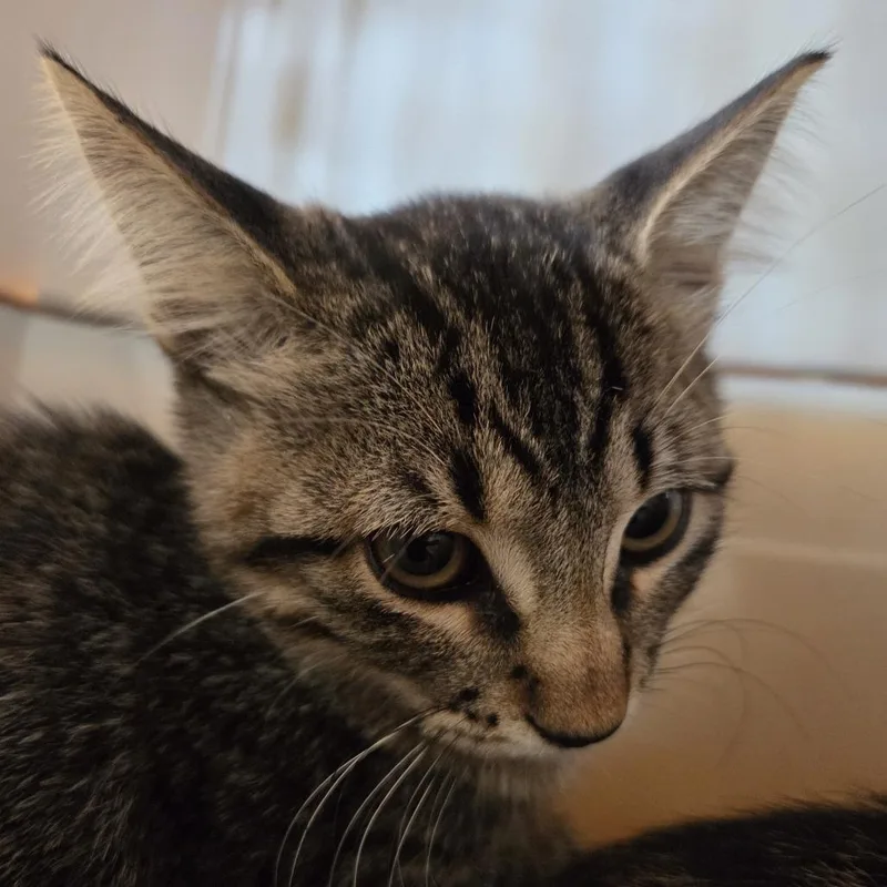 A baby small-sized male Brown / Chocolate Domestic Short Hair cat named Leon for adoption in Leander, TX