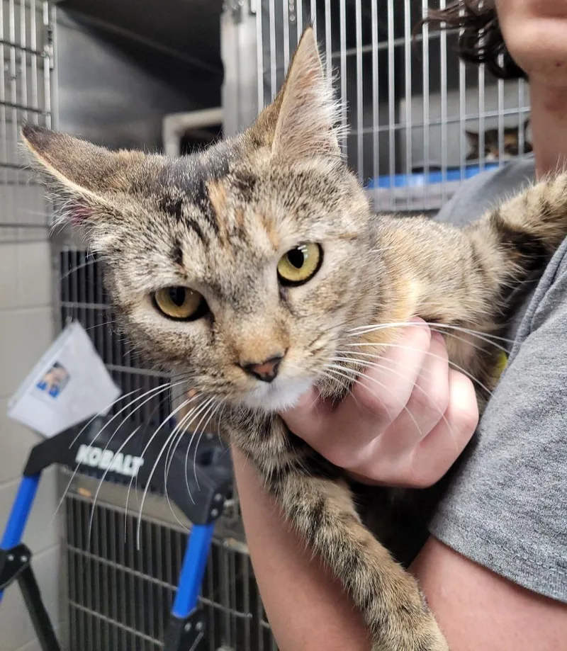 A young large-sized female Domestic Short Hair cat named Pancake for adoption in Hopkinsville, KY