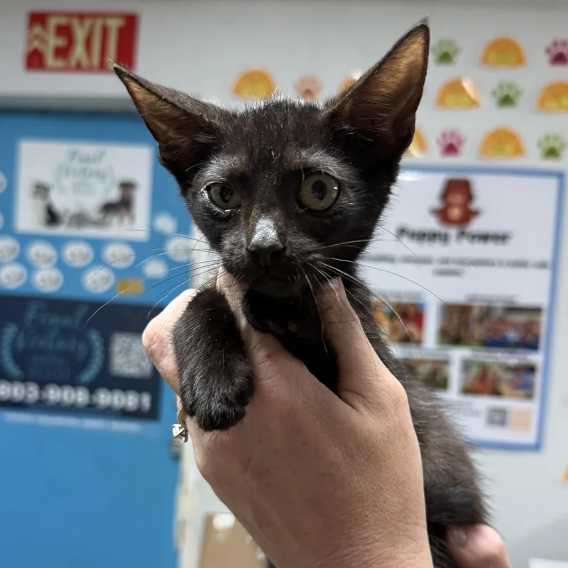 Polite Polly thumbnail 2