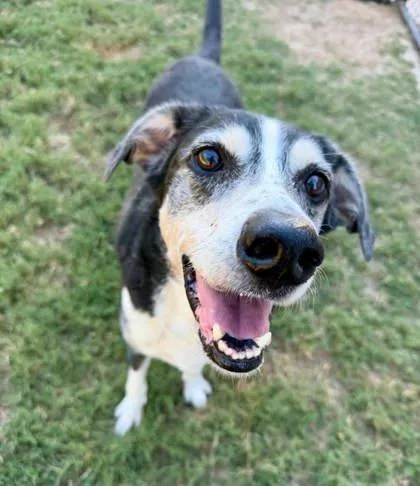 An adult large-sized male Mixed Breed dog named Scar for adoption in Atlanta, GA