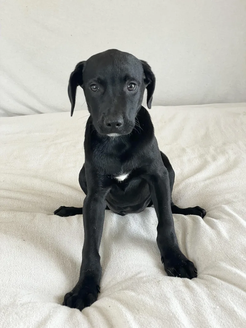 Snuggly Bear thumbnail 2