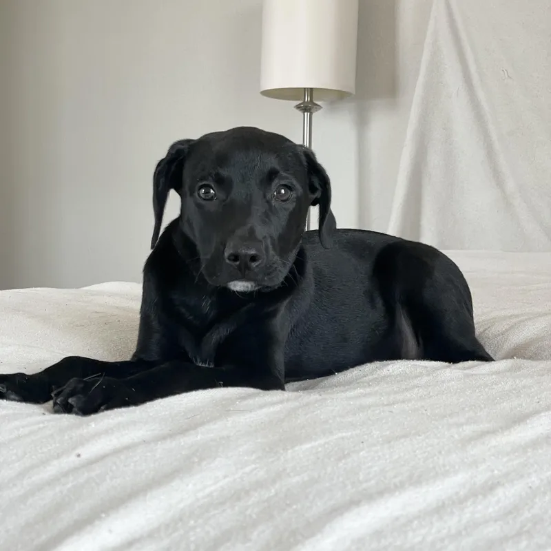 Snuggly Bear thumbnail 3