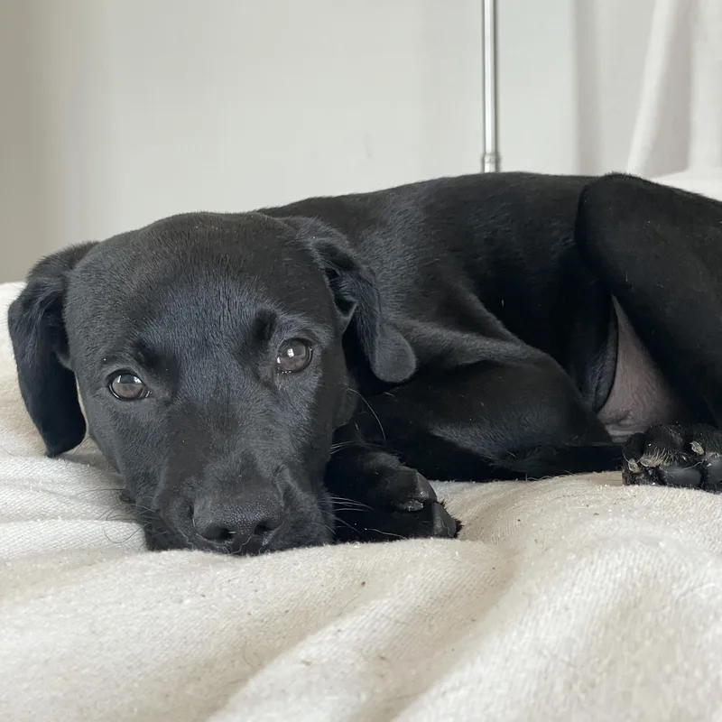 Snuggly Bear thumbnail 4