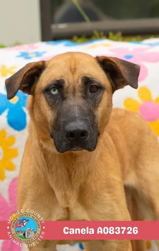 An adult medium-sized female Belgian Shepherd / Malinois dog named Canela for adoption in Mobile, AL