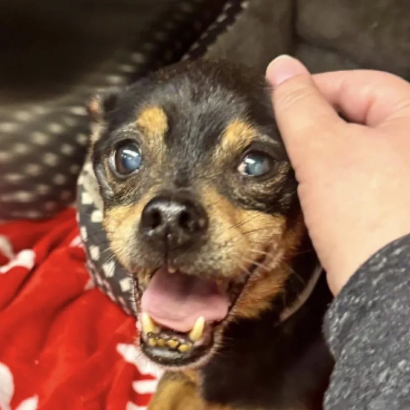 A senior small-sized male Black Miniature Pinscher dog named Grimley for adoption in Spring Hill, KS