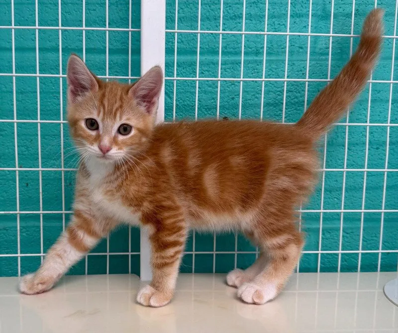 A baby medium-sized male Orange / Red Domestic Short Hair cat named Leonard for adoption in St. Helens, OR