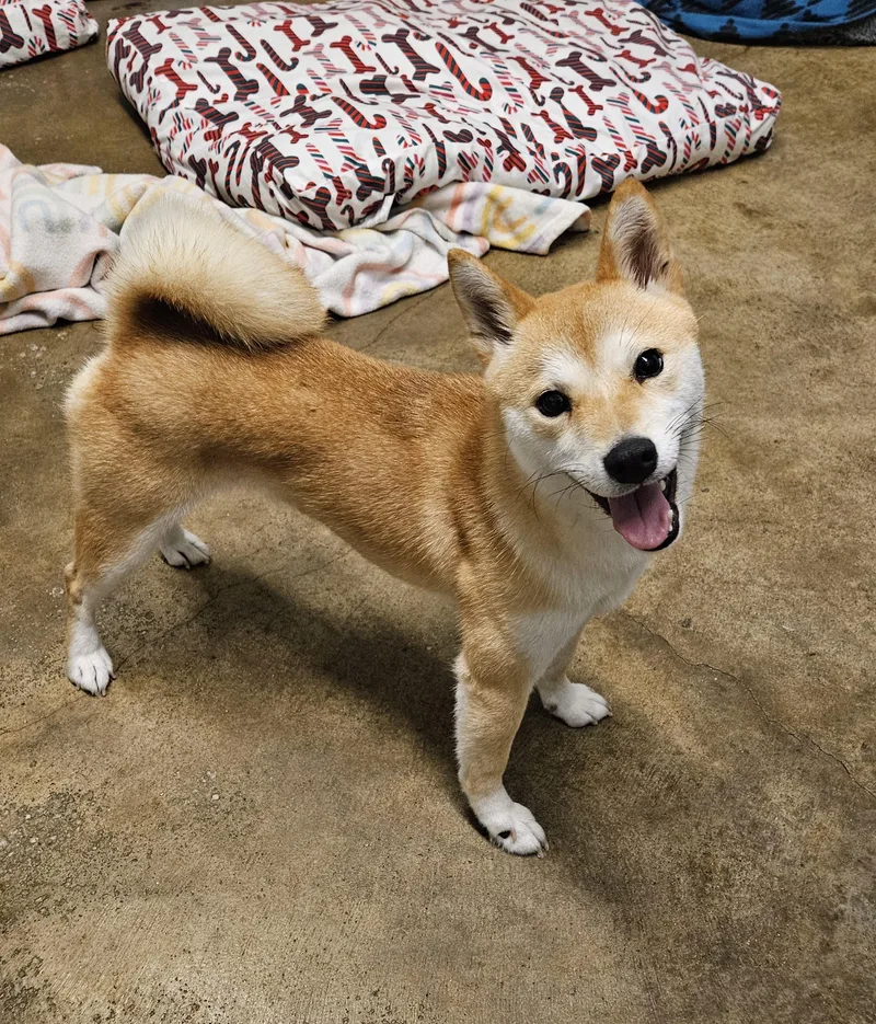 A young small-sized female Shiba Inu dog named Luna for adoption in Agoura Hills, CA