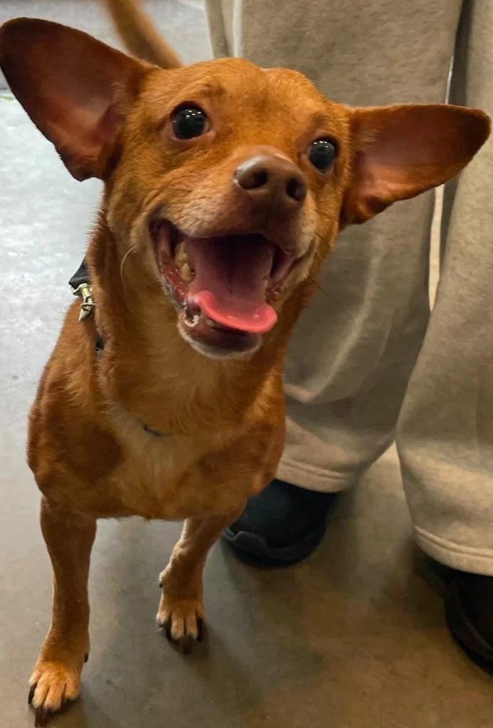 An adult small-sized male Mixed Breed dog named Frank for adoption in Henderson, NC